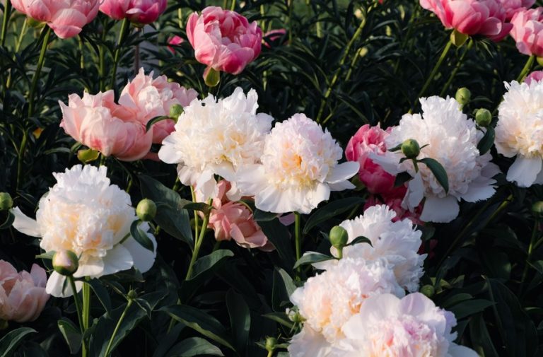 Peony Flower Meaning: Symbolism, History, and How to Gift Them